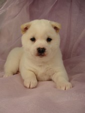 Male Cream Shiba Inu Puppy for sale #10 Born November 19, 2011